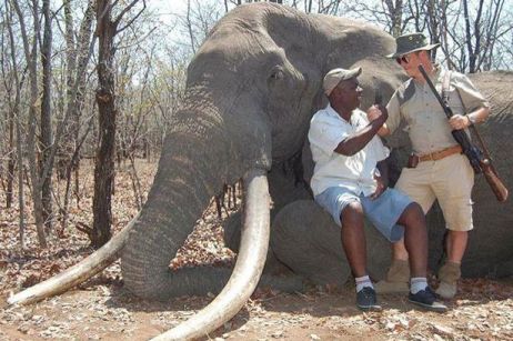- - WWF elephant-shot-zimbabwe