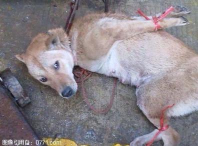 Image result for dog slaughter