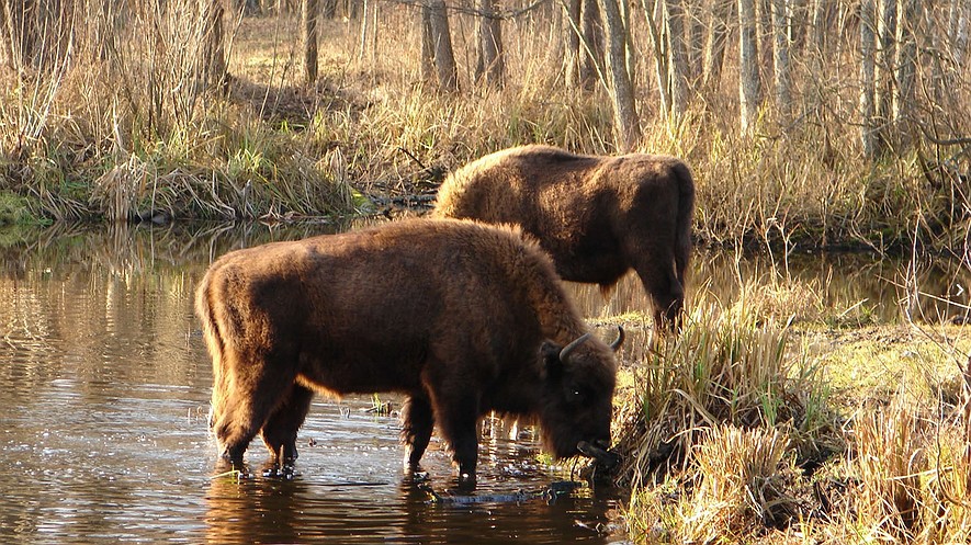 CHERNOBYL Bison drink on the Belarus side of the Chernobyl exclusion zone