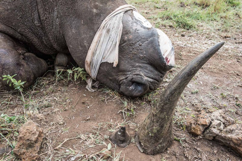 14-a-white-rhino-that-has-just-been-dehorned-with-ear-plugs-and-a-protective-cloth-covering-its-eyes