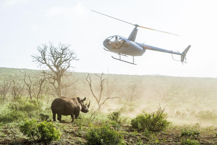 2-a-helicopter-hovers-close-to-a-white-rhino-that-has-just-been-darted-from-the-air-by-a-qualified-veterinarian