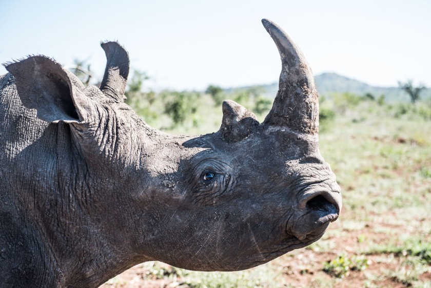 9-a-partially-sedated-white-rhinos-pupils-begin-to-dilate-before-they-are-covered-with-a-cloth-to-protect-them-from-damage