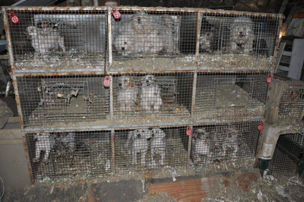 How Many Puppies Are Sold From Puppy Mills