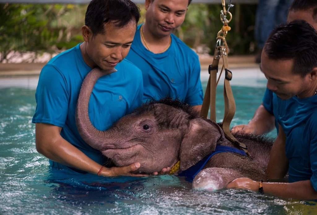 DON'T FORGET YOUR TRUNKS! Baby Elephant Tries To Forget Her Fear